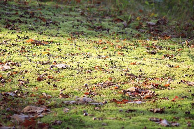 Die beiden neuen Bodenbakterien wurden im Wald nahe Wädenswil ZH entdeckt. (Symbolbild Pixabay)
