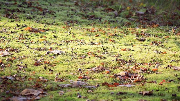Die beiden neuen Bodenbakterien wurden im Wald nahe Wädenswil ZH entdeckt. (Symbolbild Pixabay)