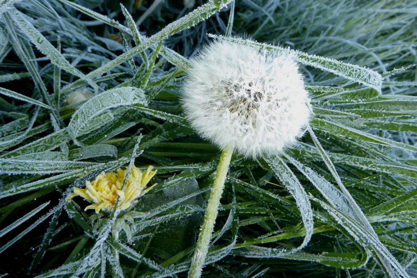 Am Morgen des 21. April wurden extrem kalte Temperaturen verzeichnet. Im Bild: Reifkristalle an Löwenzahnsamen in Hallwil (AG). (Bild Andreas Walker)
