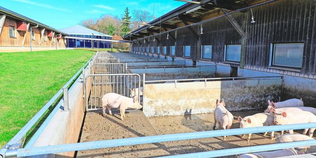 Berieselungsanlage im Auslauf: IP-Suisse-Schweine brauchen bald Abkühlung.