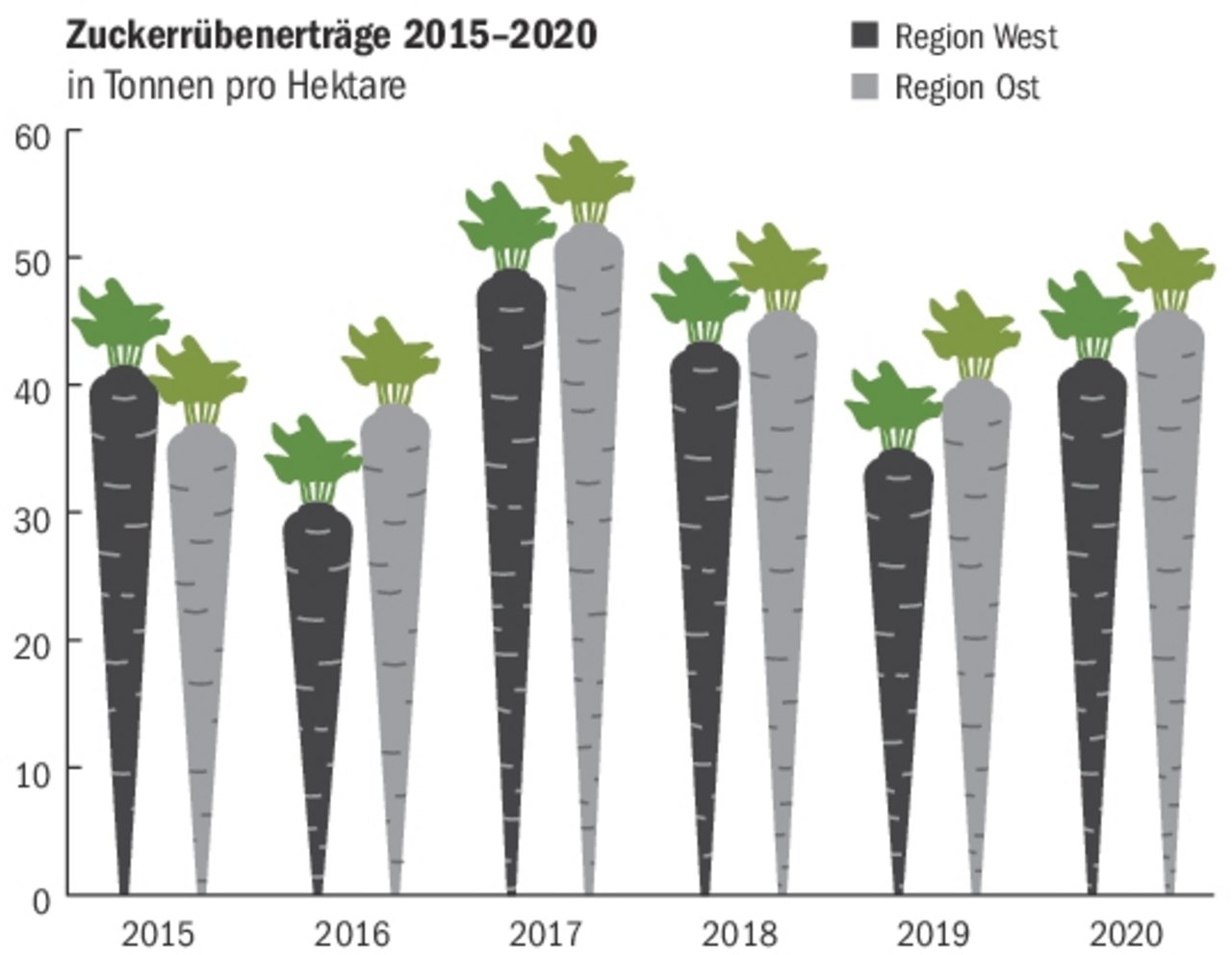 Die erste Ernteerhebung ergab 42,2 t (Region West) bzw. 45,9 t (Region Ost) Rüben je Hektare. Die Erträge liegen damit über denen von 2019 und können noch wachsen. (Grafik BauZ, Quelle SZU)
