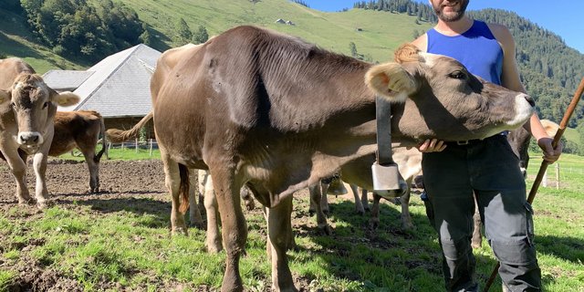 Der Buochser Ruedi von Büren betreut seit diesem Jahr das Jungvieh von Luzerner Bauern auf der Genossenschaftsalp Alpelen oberhalb Beckenried.  (Bilder js)