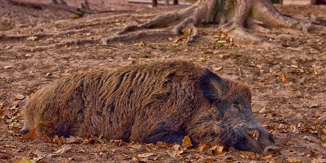 Im Moment sei die Prävention sehr wichtig, damit die Afrikanische Schweinepest gar nicht in die Schweiz gelangt. (Bild Pixabay)