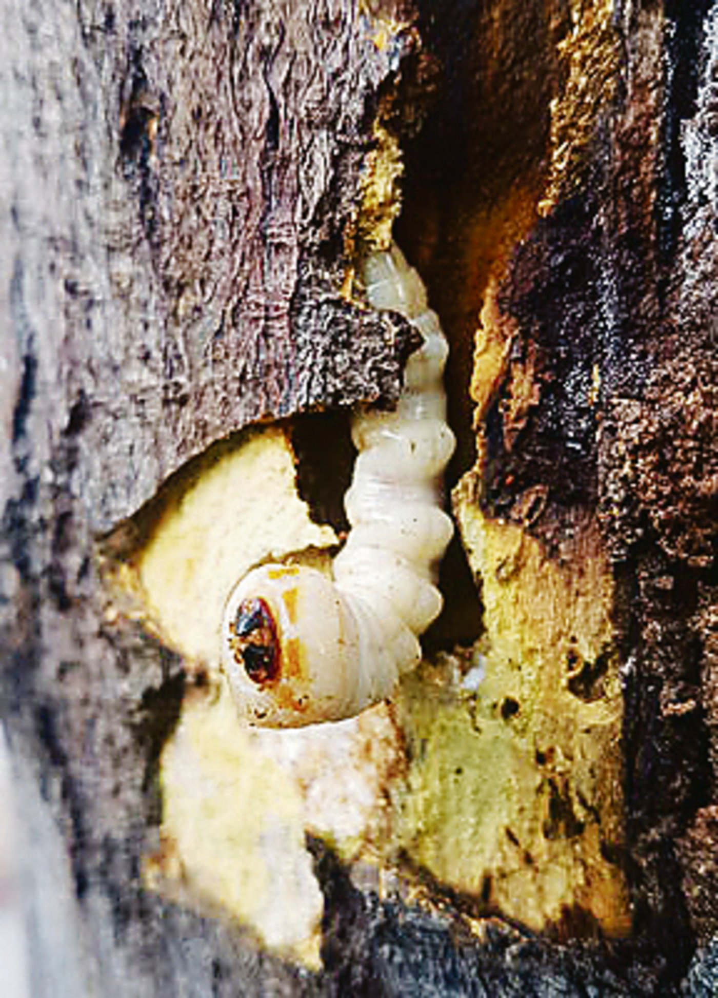 Die Larve des Tigerbockkäfers (Xylotrechus chinensis) befällt unter anderem Obstbäume und Reben.(Bild Anoplophora Spürhude Schweiz)