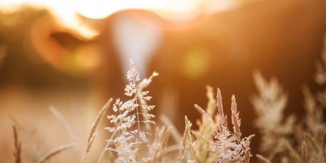 Die meisten Verordnungen aus dem aktuellen Paket treten am 1. Januar 2022 in Kraft. (Bild Intuitivmedia/Pixabay)