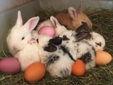 Oster-Eier-Hasen von Manuela Forrer-Hüppi 