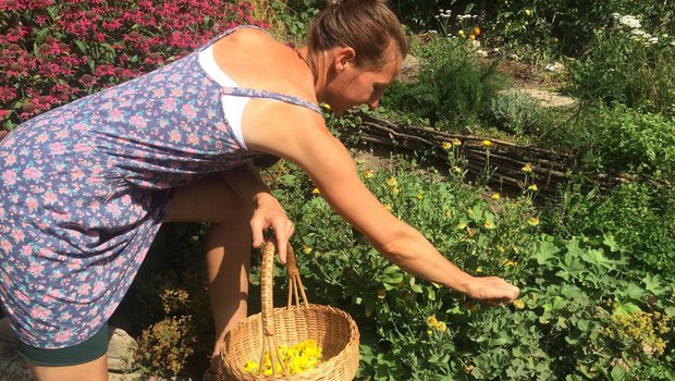 Simone Heit erntet Ringelblumen. Im Rahmen des Zentralschweizer Biomarktes stellt sie daraus frische Salben her. (Bilder Hanni Rietschi)