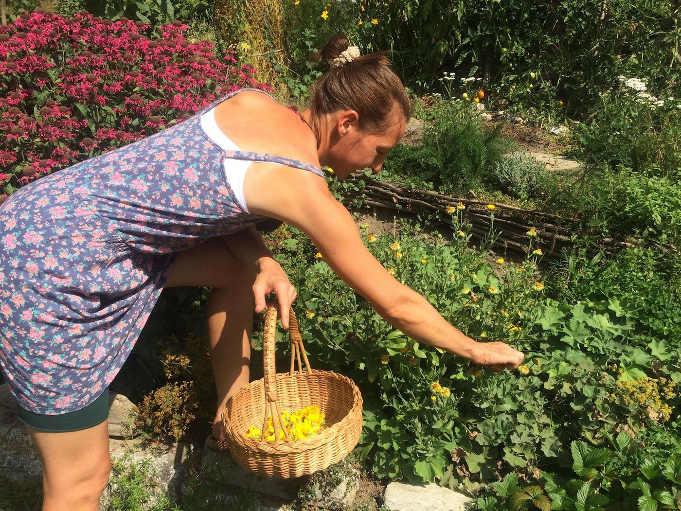 Simone Heit erntet Ringelblumen. Im Rahmen des Zentralschweizer Biomarktes stellt sie daraus frische Salben her. (Bilder Hanni Rietschi)