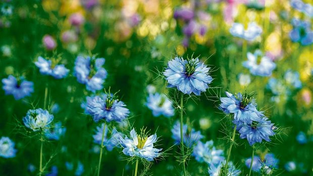 Die Jungfer im Grünen mit ihren weissen und blauen Blüten ist eigentlich eine einjährige Pflanze. Doch sie samt sich gerne selbst aus. Für eine gezielte Aussaat die Samen im Herbst ernten, sobald sie braun sind. Für Schnecken ist die Pflanze uninteressant. 