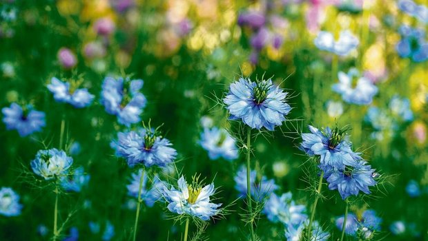 Die Jungfer im Grünen mit ihren weissen und blauen Blüten ist eigentlich eine einjährige Pflanze. Doch sie samt sich gerne selbst aus. Für eine gezielte Aussaat die Samen im Herbst ernten, sobald sie braun sind. Für Schnecken ist die Pflanze uninteressant. 