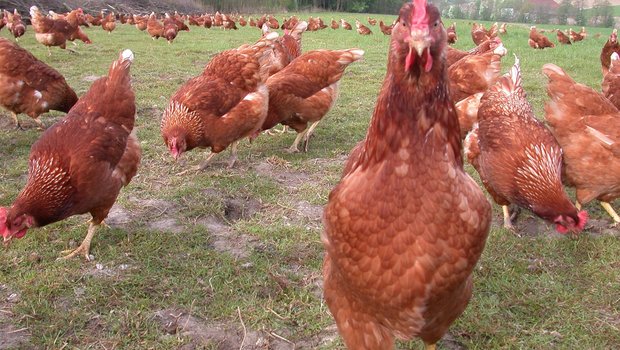 Bei Hühnern in den Niederlanden ist ein gefährlicher Stamm der Vogelgrippe festgestellt worden. (Symbolbild: BauZ)