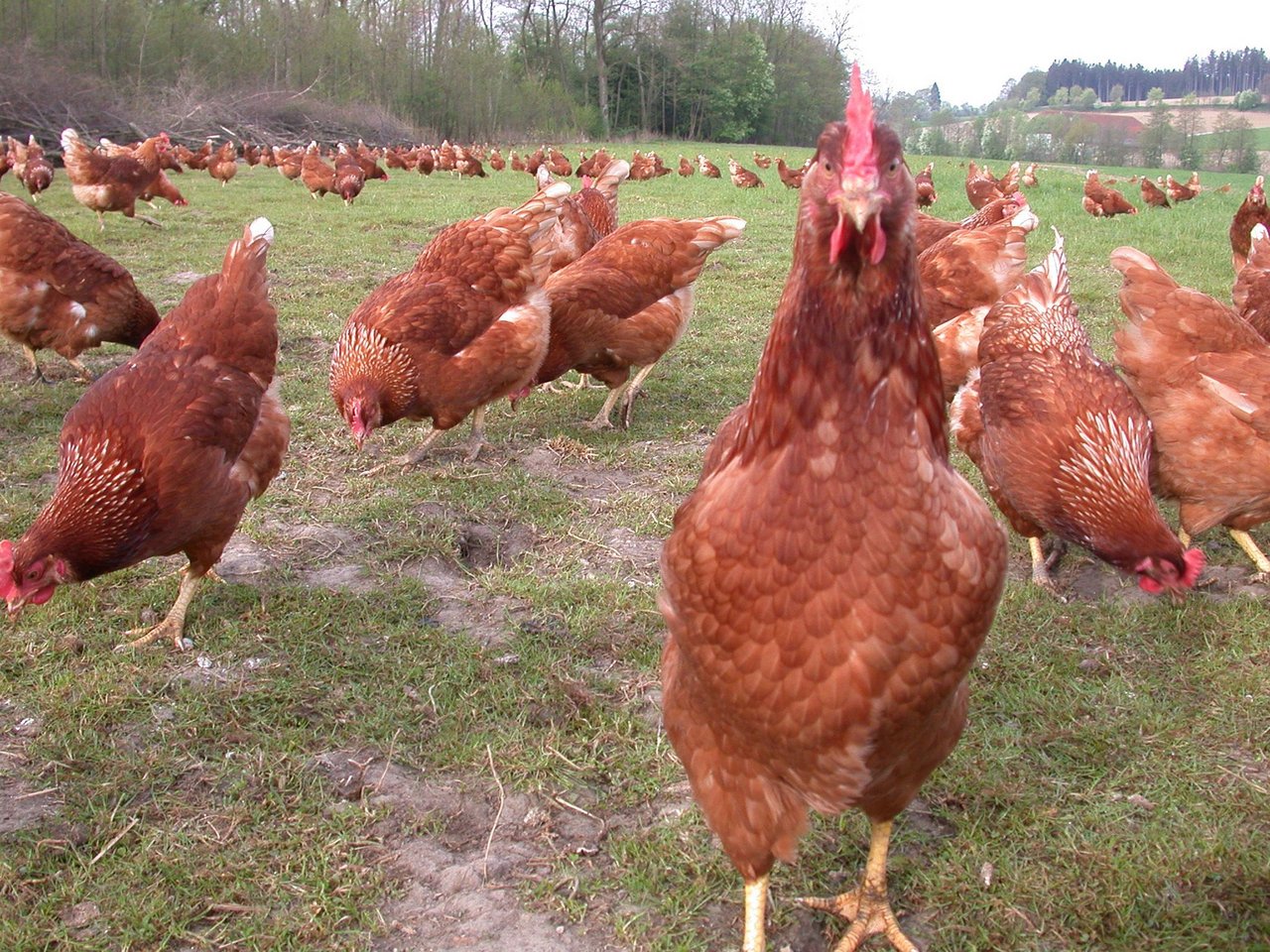 Bei Hühnern in den Niederlanden ist ein gefährlicher Stamm der Vogelgrippe festgestellt worden. (Symbolbild: BauZ)