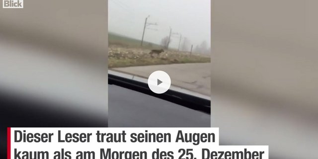 Ein Video des Mannes zeigt die Begegnung mit dem Wolf. (Bild Screenshot Blick.ch)