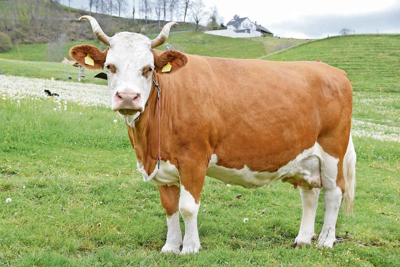 Die Simmentalerkuh Held Blüemli (55 55 98). Ihr Sohn Runi Ben, hinterliess viele gute Töchter.