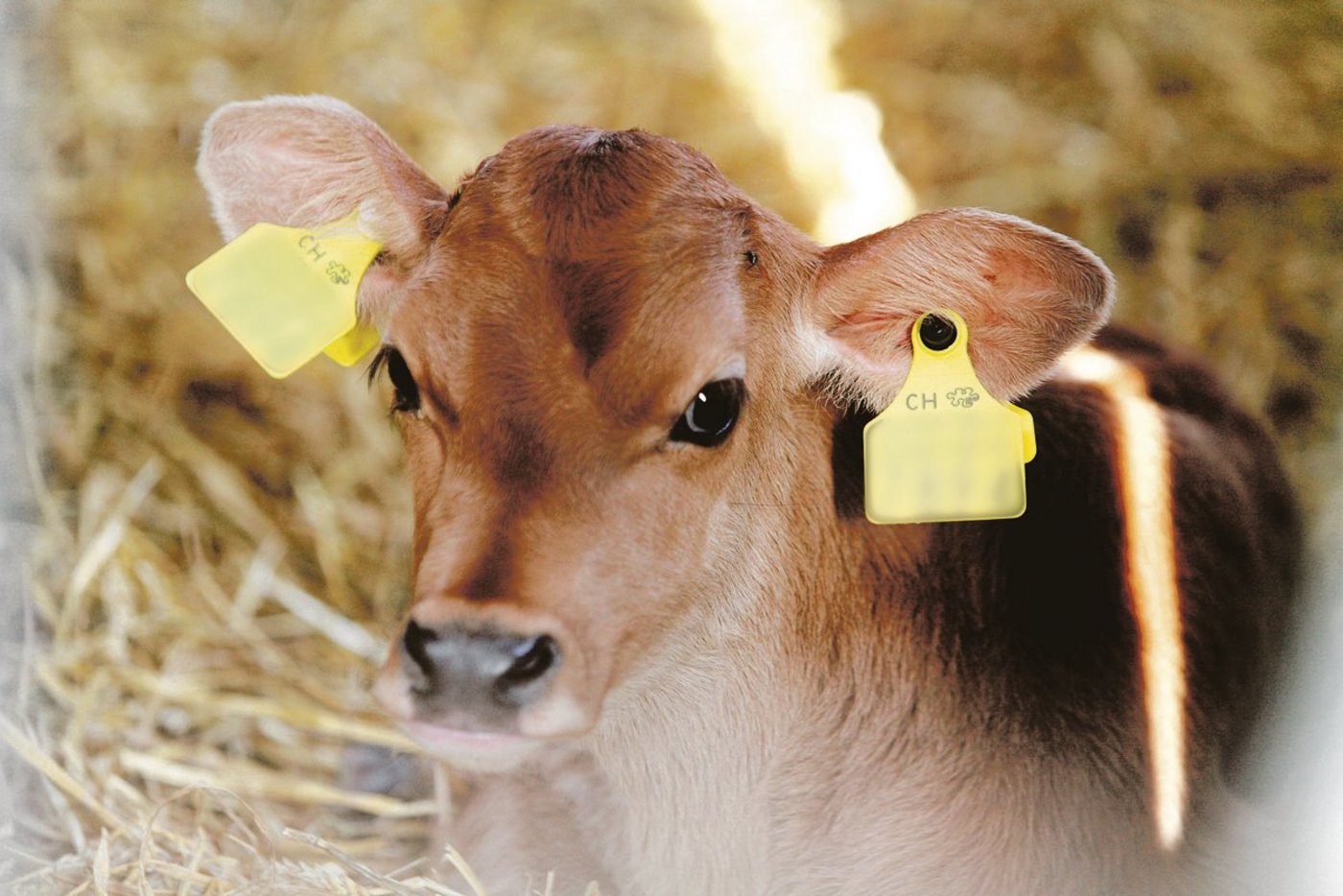 «Bis zum Alter von vier Wochen sind die Kälber ad libitum zu tränken», empfiehlt unsere Fachfrau. (Bild fd)