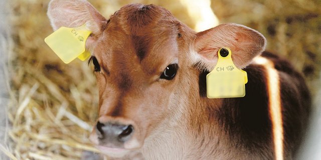 «Bis zum Alter von vier Wochen sind die Kälber ad libitum zu tränken», empfiehlt unsere Fachfrau. (Bild fd)