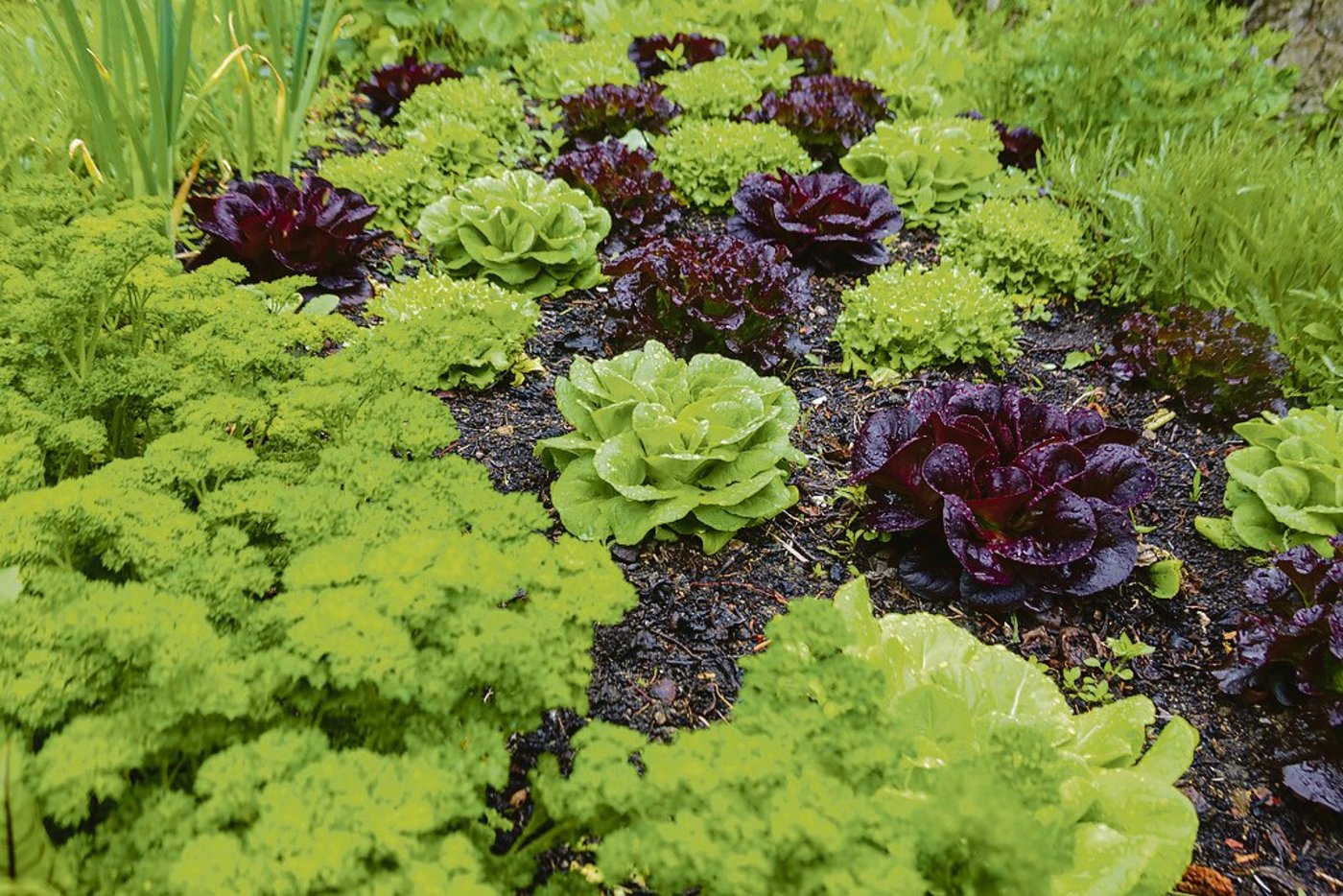 Bei Permakultur gedeihen auf engstem Raum diverse Kulturen:  Hier verschiedene Salate und Petersilie. (Bild Keystone)