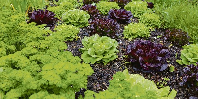 Bei Permakultur gedeihen auf engstem Raum diverse Kulturen:  Hier verschiedene Salate und Petersilie. (Bild Keystone)
