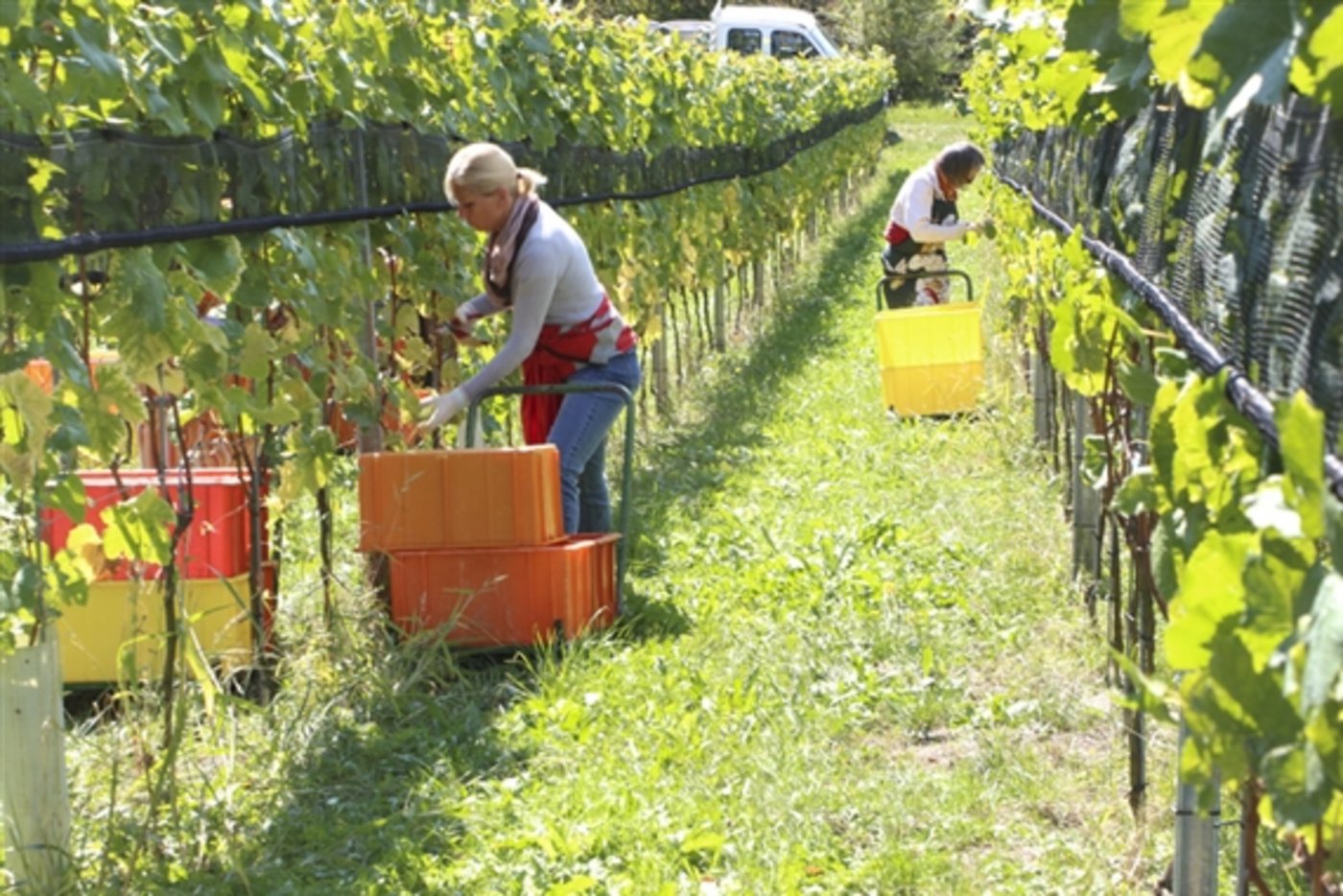 Die Erntehelfer konnten schöne Trauben ablesen. (Bild Manuel Fischer, lid)