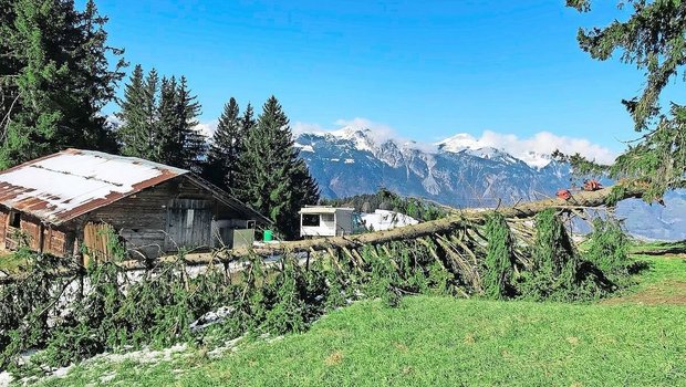 Zu den Vorbereitungen auf der Alp gehören etwa das Aufräumen der im Lauf des Winters umgestürzten Bäume und das Einzäunen der verschiedenen Flächen.