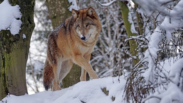 Der Wolf hat im Mattertal nicht viele Freunde. Die Anwesenheit in Siedlungsnähe löst Angst aus. (Symbolbild Pixabay)