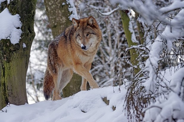 Der Wolf hat im Mattertal nicht viele Freunde. Die Anwesenheit in Siedlungsnähe löst Angst aus. (Symbolbild Pixabay)