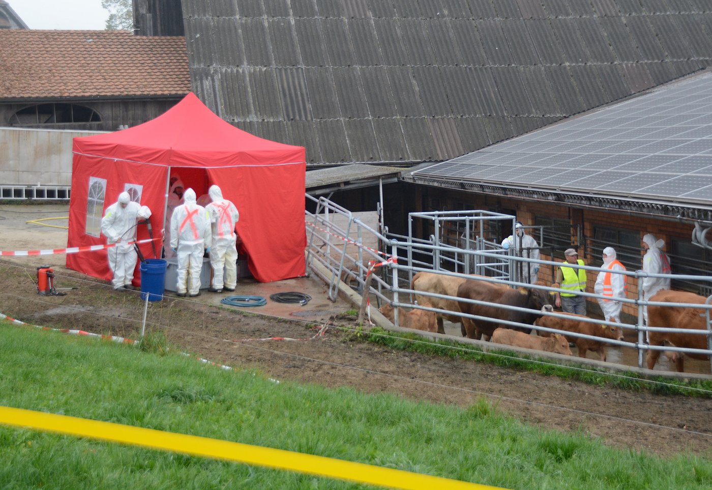 Demonstration der Tötungsbucht auf dem Bauernhof.