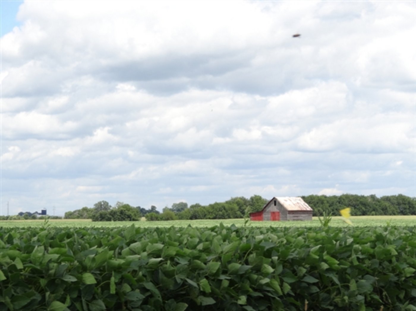 Soja-Anbau in den USA. (Bild mr/lid)