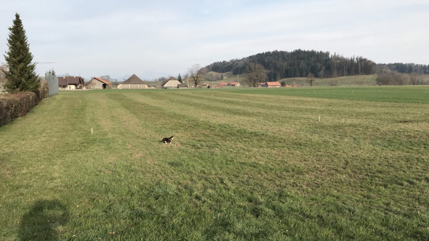 Hier beginnen Mitte April die Arbeiten an der Schwingerarena. (Bild schwingfest-riggisberg.ch)