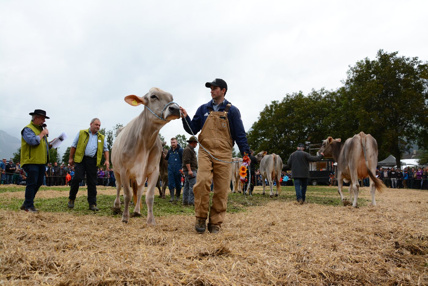 Die erst- und zweit- oder drittklassierten Tiere der Rasse Brown-Swiss werden im Ring mit einem Kranz geehrt. 