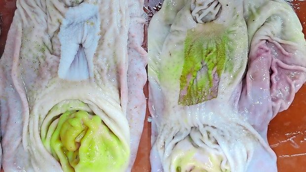 Bei strukturarmer Fütterung bekommen die Schweine Magenprobleme (rechts) im Vergleich zum gesunden Magen (links).