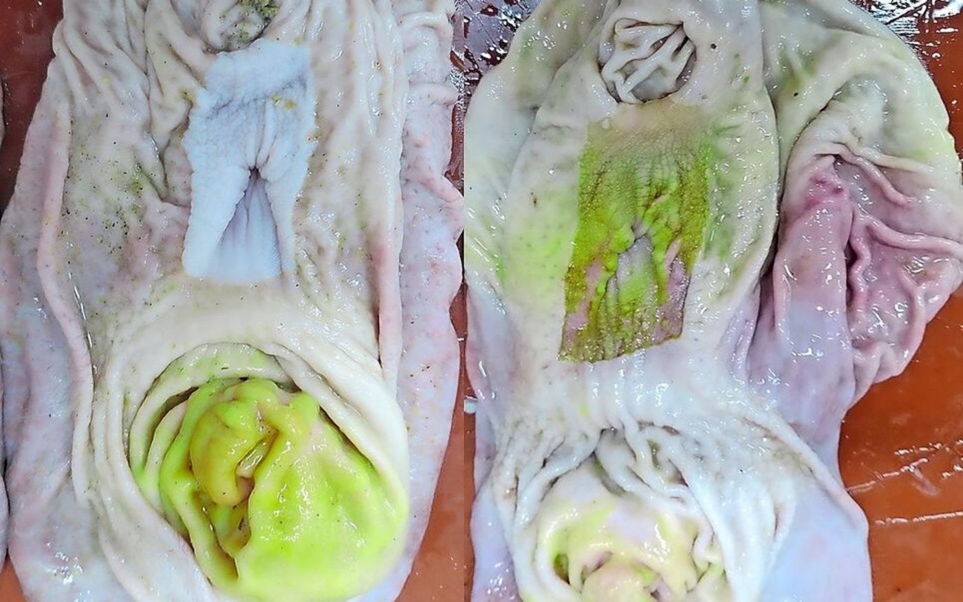 Bei strukturarmer Fütterung bekommen die Schweine Magenprobleme (rechts) im Vergleich zum gesunden Magen (links).