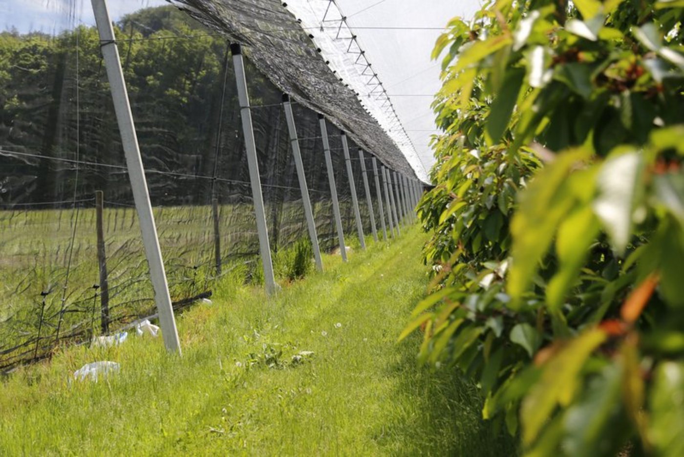Netze können Kirschkulturen vor der Kirschessigfliege schützen. (Bild lid)  