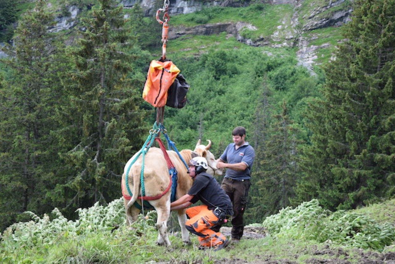 Nachdem das Tier aus der Gletschermühle gerettet worden ist, wurde es mit dem Helikopter zurück auf die Alp gebracht. (Symbolbild Peter Fankhauser)