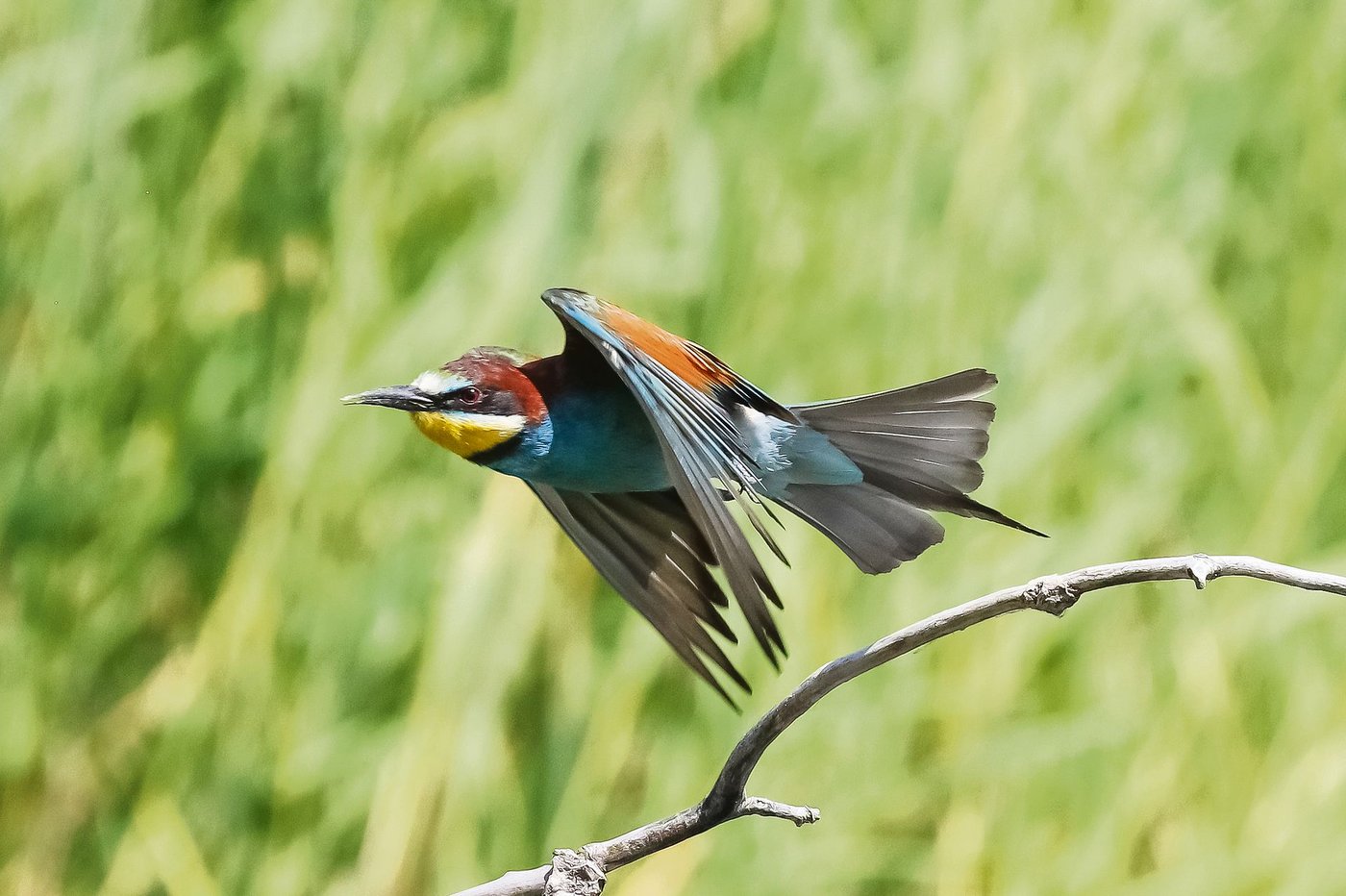 Der Bienenfresser (Merops apiaster) ist wärmeliebend, war früher ein seltener Gast in der Schweiz, brütet aber mittlerweile hier.