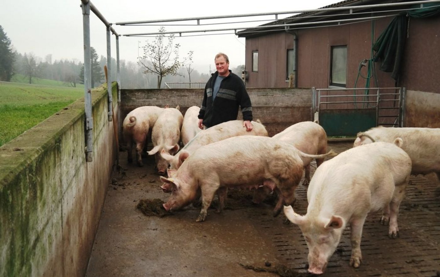 Herbert Simmen mit einer Gruppe Galtsauen im Auslauf. (Bild Josef Kottmann) 