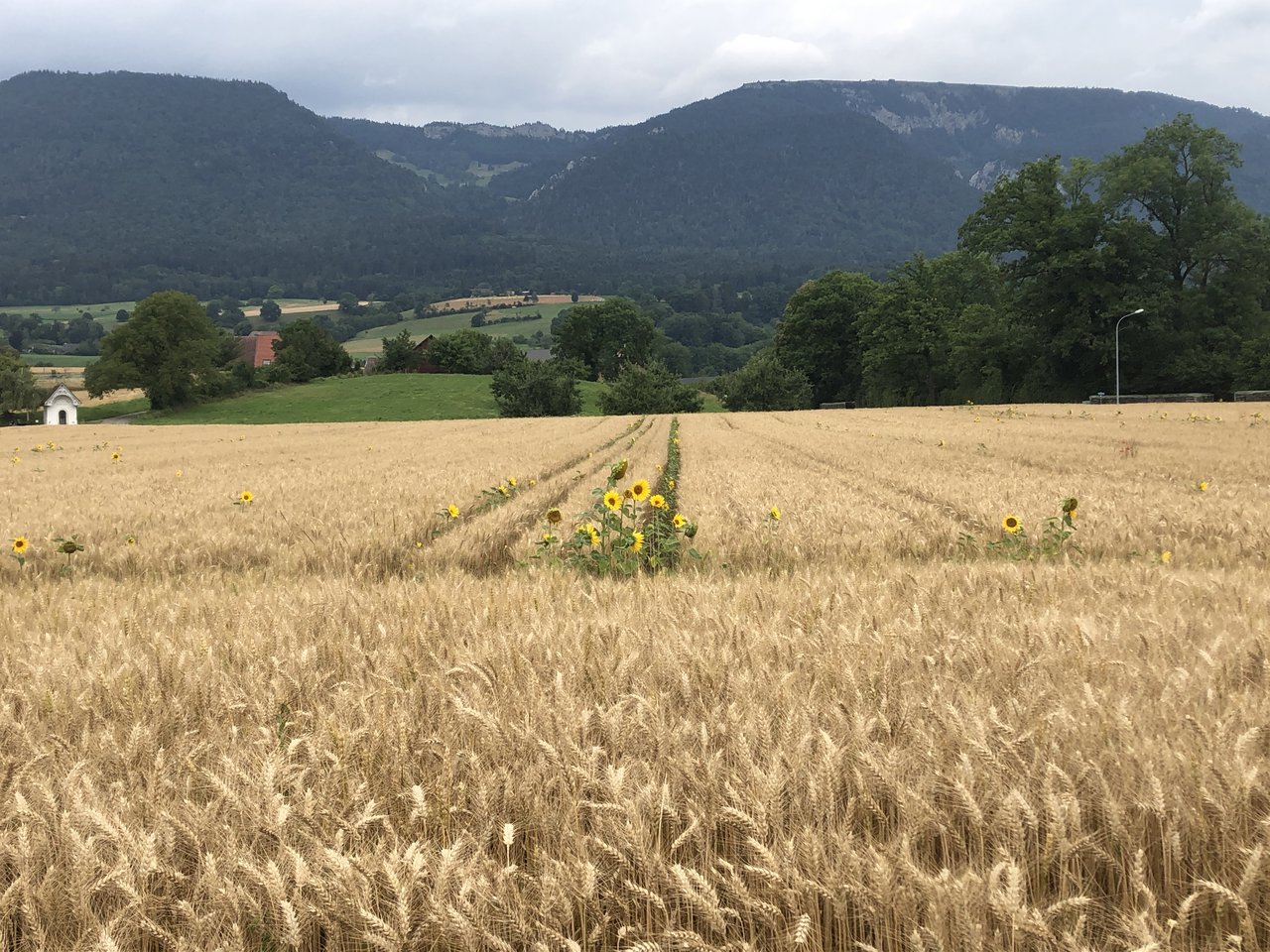 Rund 400 IP-Suisse Produzent(innen) bauten dieses Jahr herbizidfreies Getreide an - Tendenz steigend. (Bild Markus Dietschi)