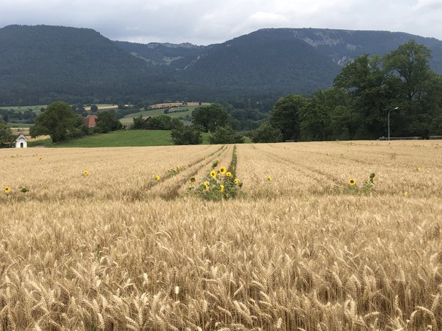 Rund 400 IP-Suisse Produzent(innen) bauten dieses Jahr herbizidfreies Getreide an - Tendenz steigend. (Bild Markus Dietschi)