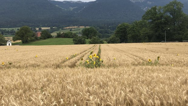 Rund 400 IP-Suisse Produzent(innen) bauten dieses Jahr herbizidfreies Getreide an - Tendenz steigend. (Bild Markus Dietschi)