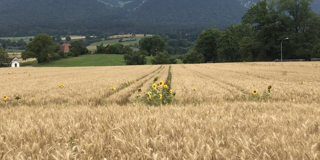 Rund 400 IP-Suisse Produzent(innen) bauten dieses Jahr herbizidfreies Getreide an - Tendenz steigend. (Bild Markus Dietschi)