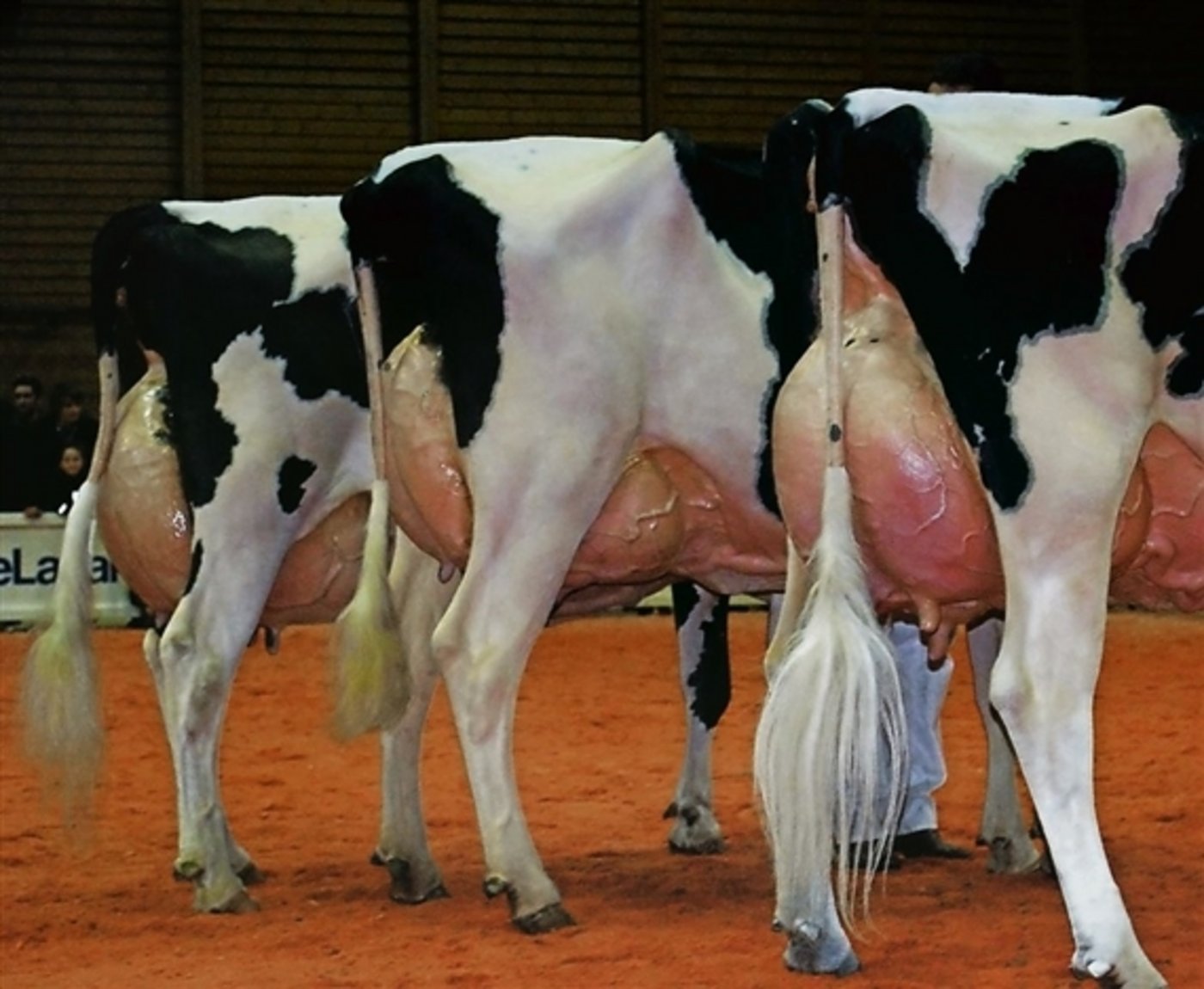 Ab wann ist ein Euter zu voll? Eine Frage, die immer wieder für Diskussionen sorgt. (Bild joy) 