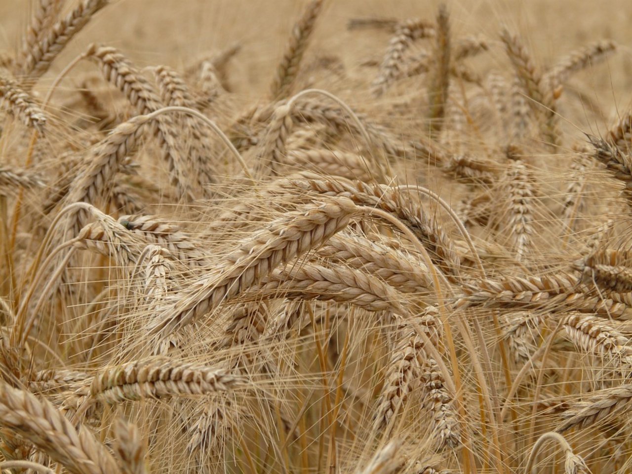 Der Ernteschätzung zufolge werden die australischen Farmer an allen Feldfrüchten grössere Mengen als 2015/16 einbringen, ganz besonders soll das bei Weizen der Fall sein. (Bild Pixabay)