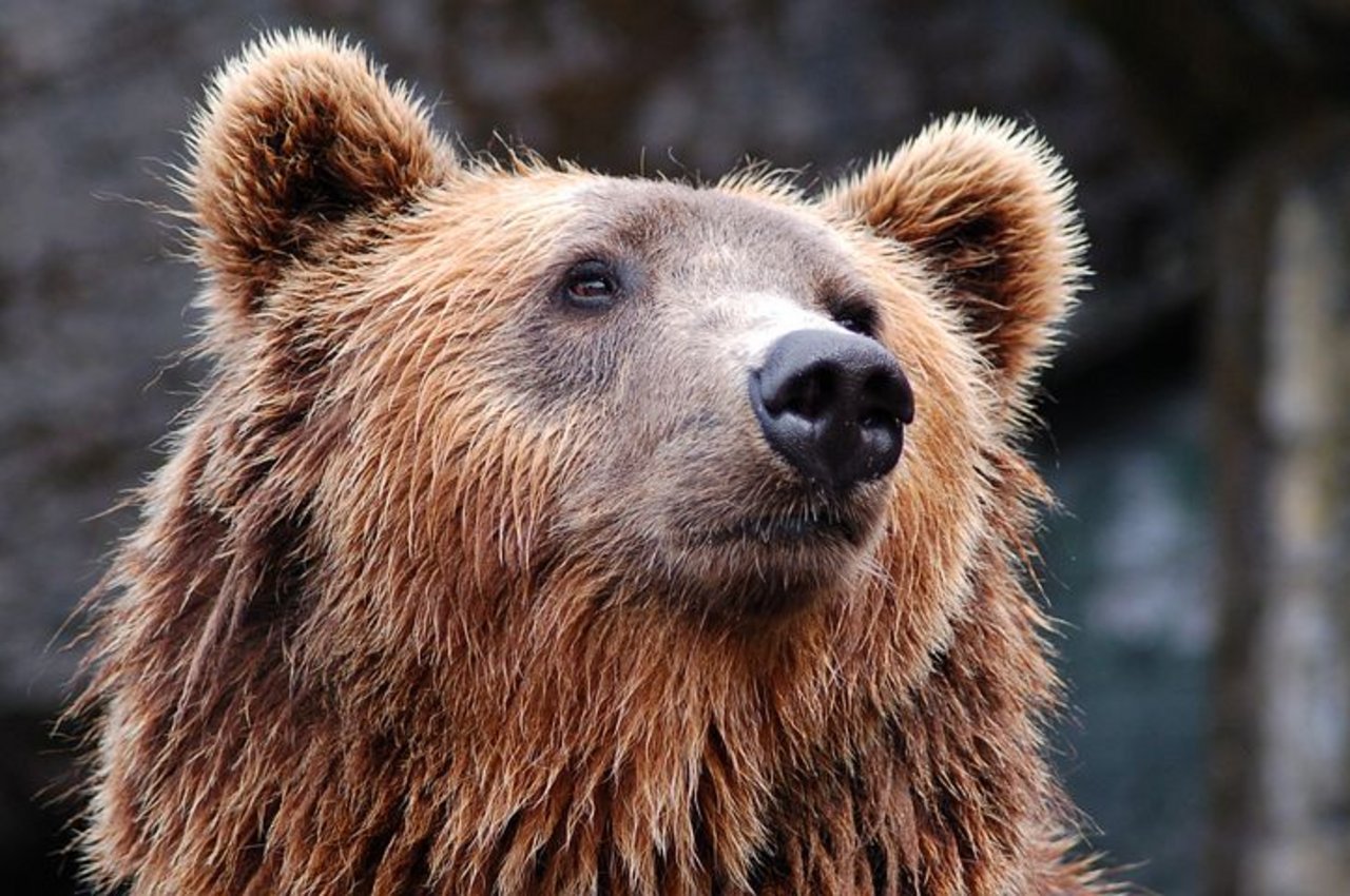 Im Bündner Grenzgebiet streifen wieder Bären umher. (Symbolbild Pixabay)