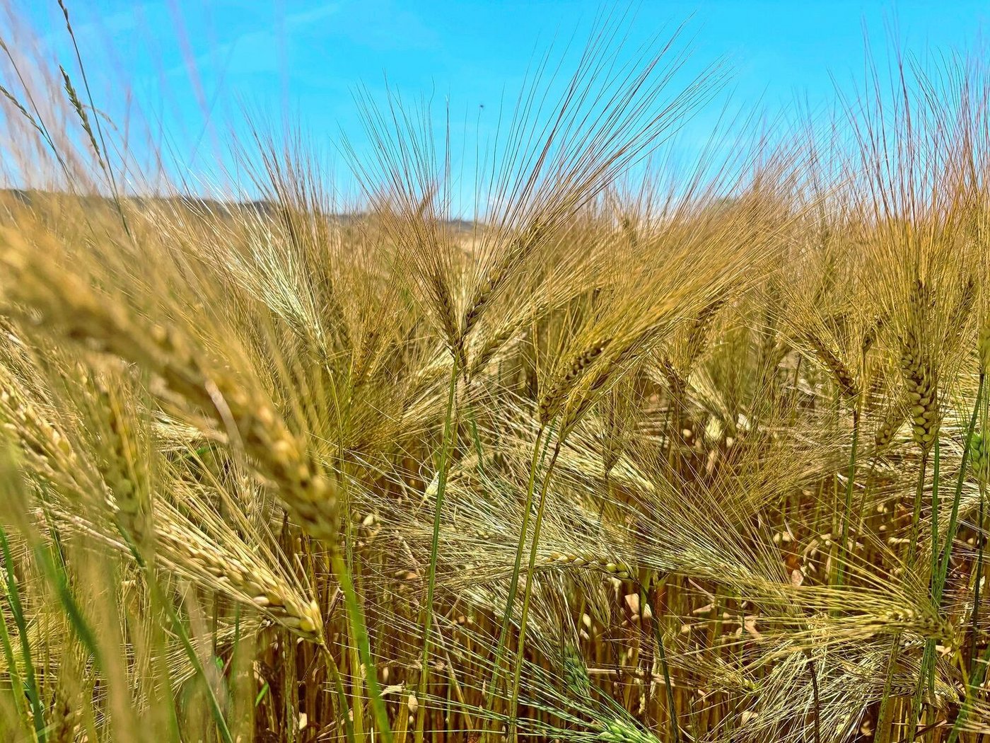 Die Erträge der diesjährigen Sortenversuche liegen deutlich über jenen der letztjährigen Ernte. Mit ein Grund sind die deutlich besseren Witterungsbedingungen.       