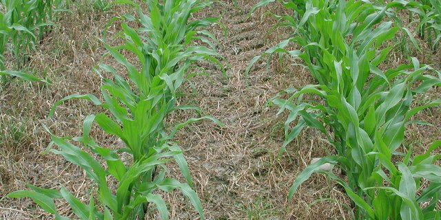 Beim Glarner Landrat wurde für 2018 bis 2021 10,98 Millionen für landwirtschaftliche Direktzahlungen beantragt. (Bild BauZ)