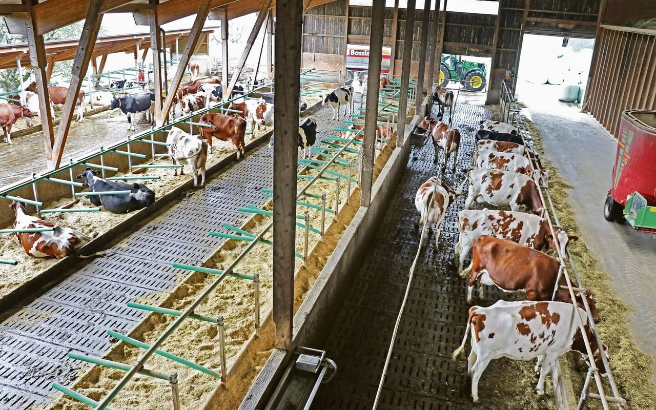 Mit rund 60 Holstein- und Red-Holstein-Kühen wird Wiesenmilch für Emmi produziert.