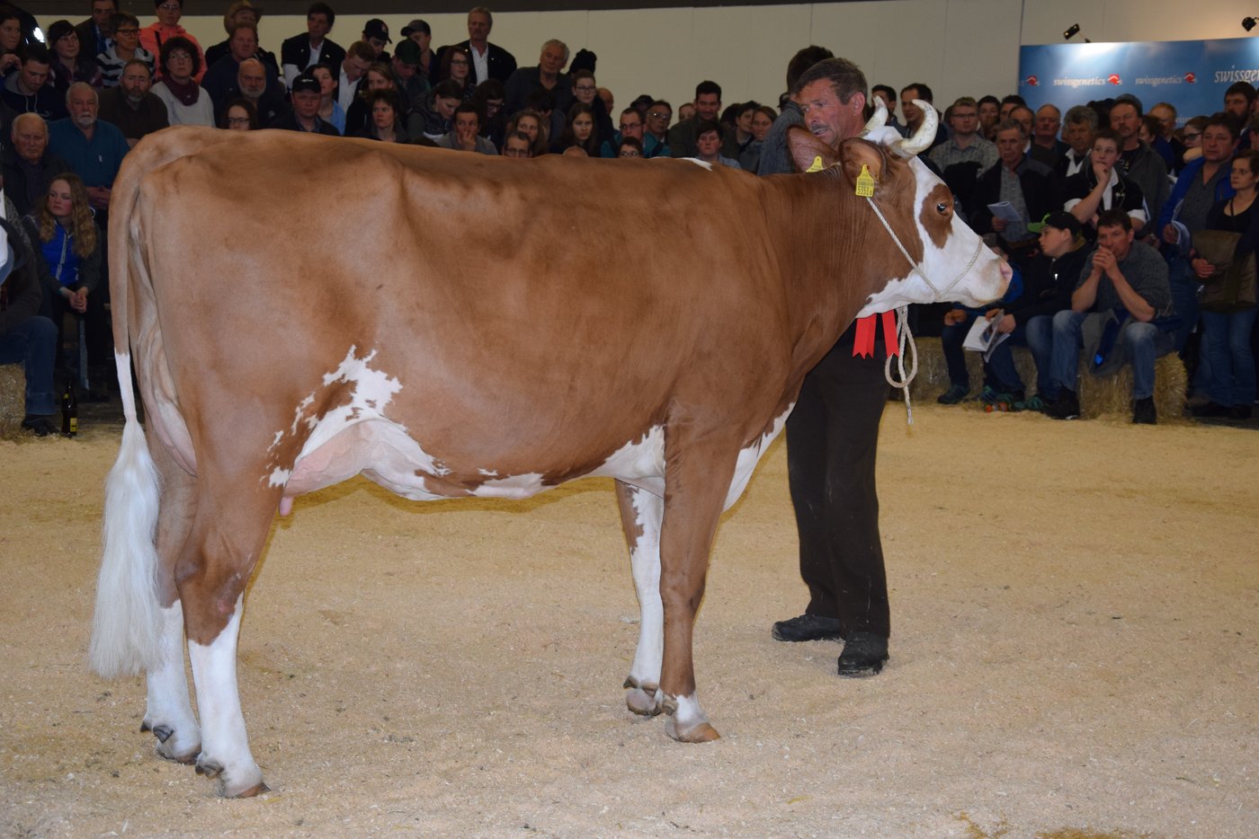 Schöneuter bei den älteren Swiss Fleckviehkühen: Pierolet Falk, Ueli Hefti, Turbach.