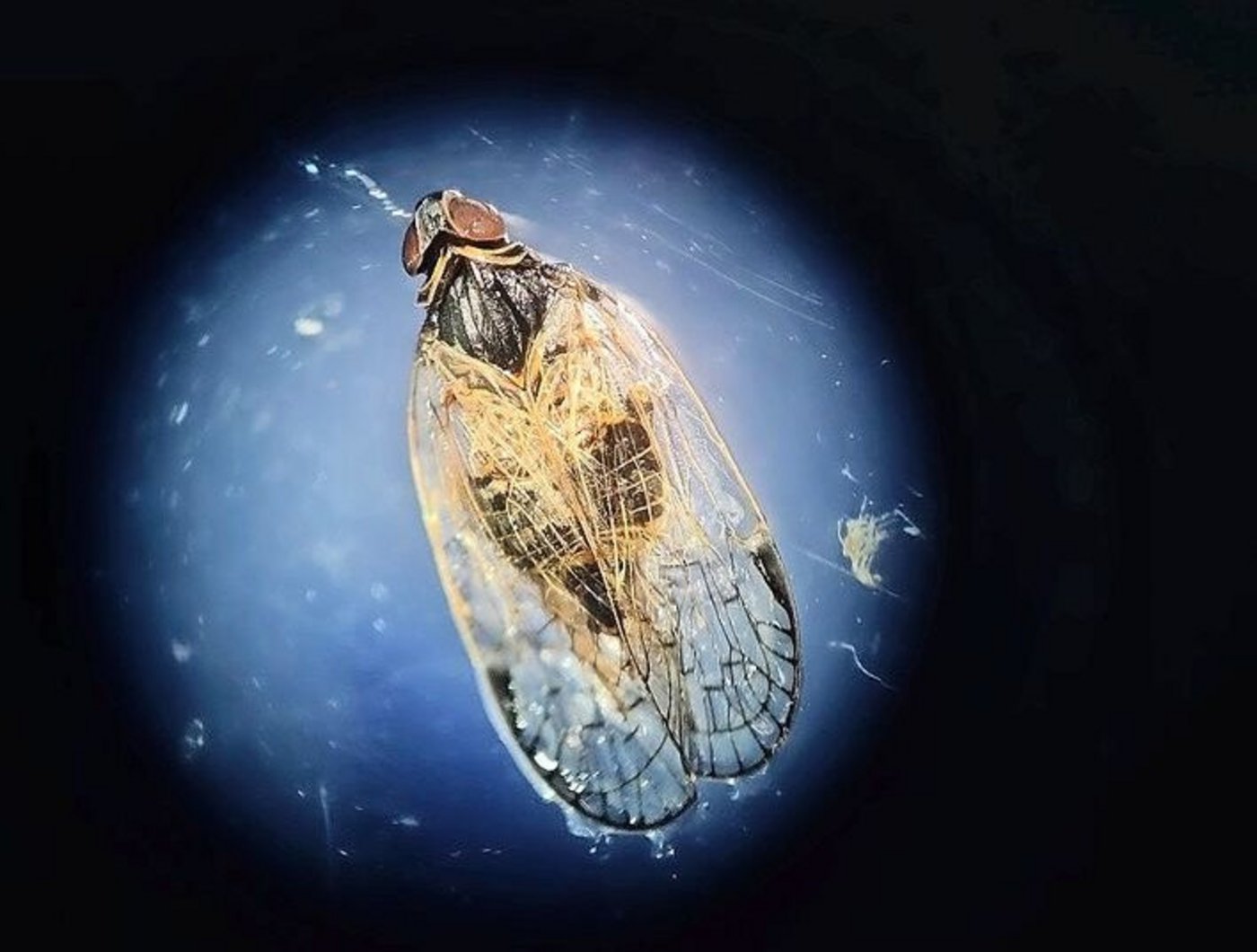 Die Schilf-Glasflügelzikade überwintert vor allem im Weizen.
