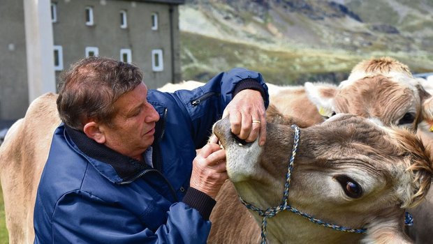 Viehhändler Ruedi Peter schaut einem Rind am Zucht- und Nutzviehmarkt beim Bernina-Hospitz ins Maul. Die Zukunft des einst sehr beliebten Handelsplatzes ist ungewiss.