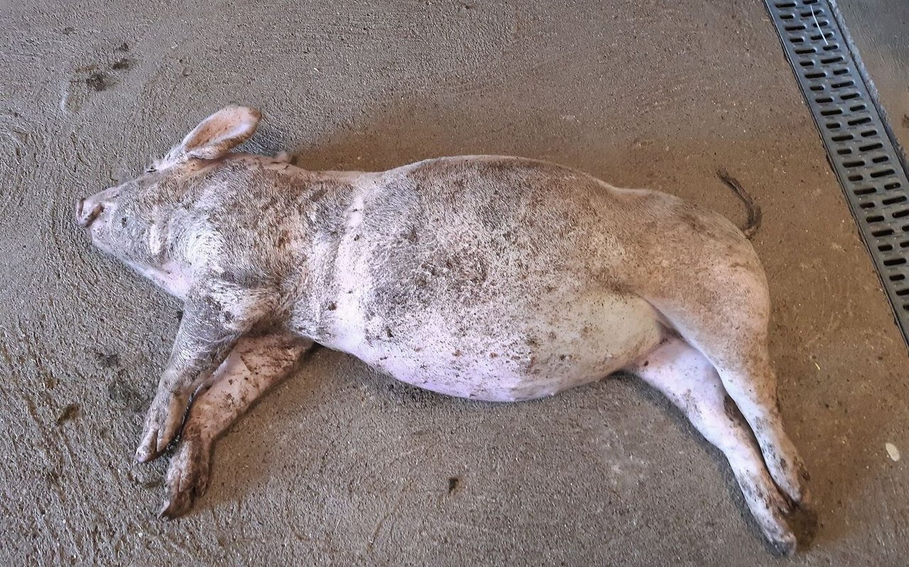 Ein vom Güllegas getötetes Schwein liegt am Boden.